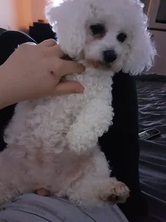 Chien perdu Bichon à poil frisé