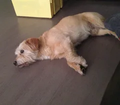 Chien trouvé Caniche