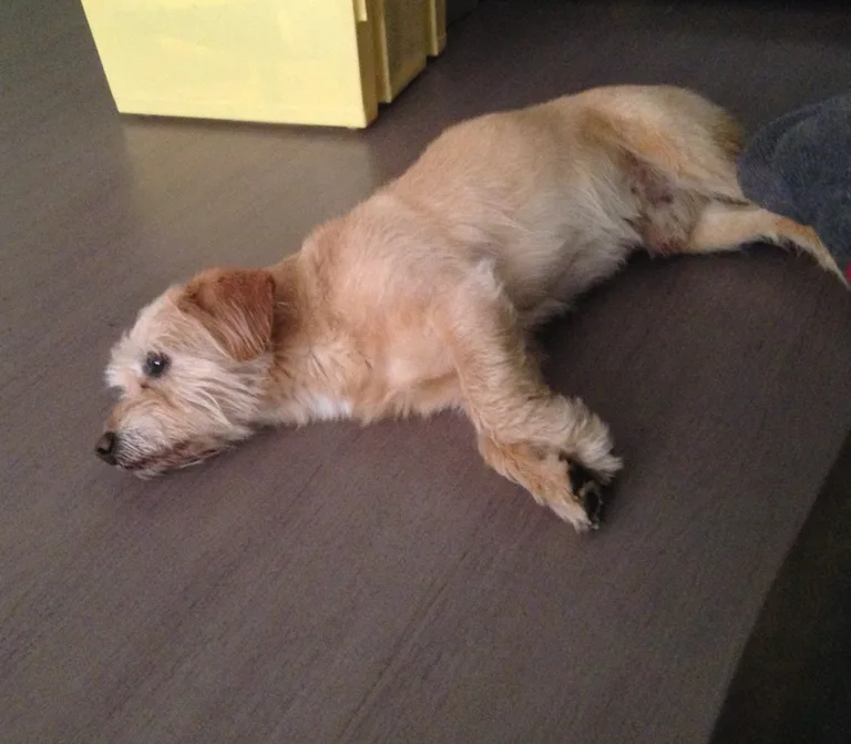 Chien trouvé