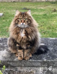 Chat perdu Sibérien