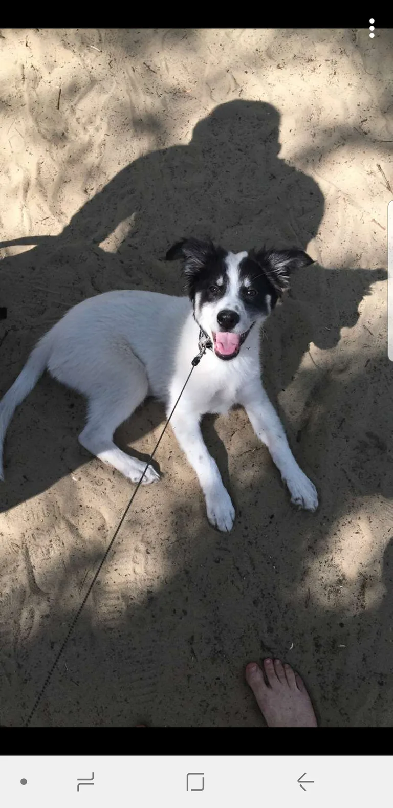 Maya