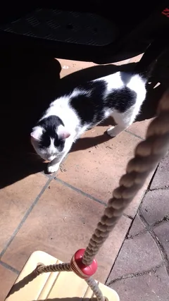 Chat trouvé Européen