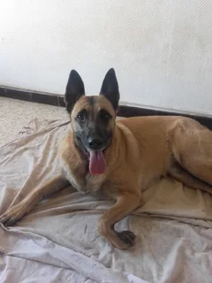 Chien perdu Berger Belge Malinois