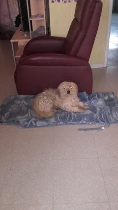 Chien perdu Caniche