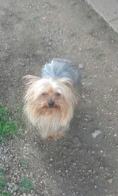 Chien perdu Yorkshire Terrier