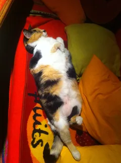 Chat perdu