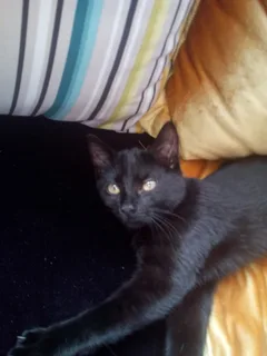 Chat perdu Chat Tigre