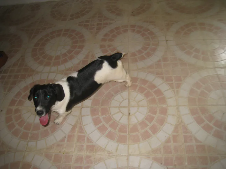 Chien trouvé