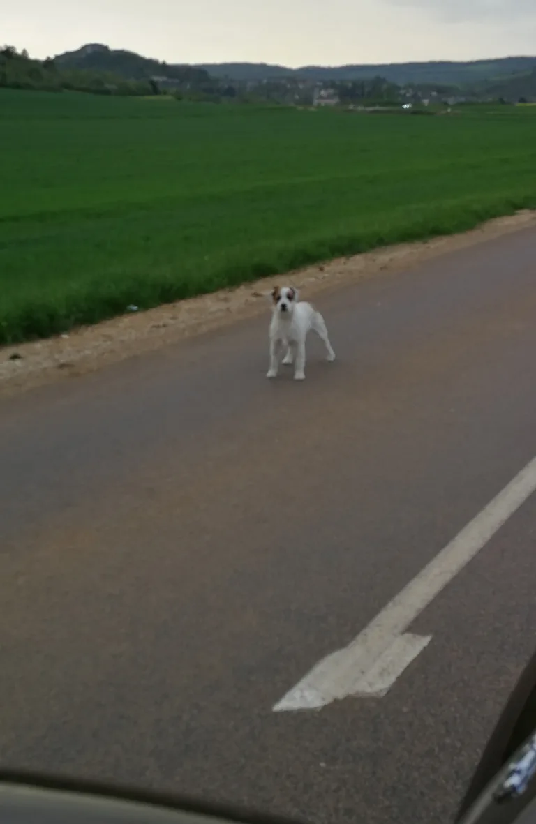 Chien trouvé