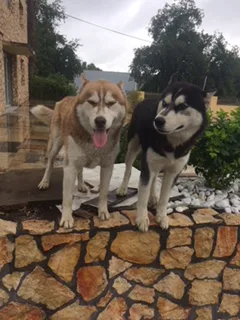 Chien perdu Husky Sibérien