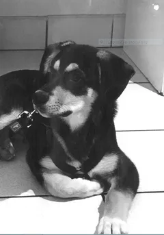 Chien perdu Croisé