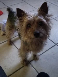 Chien perdu Yorkshire Terrier