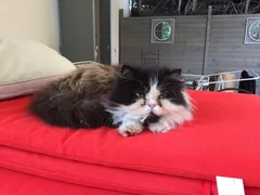Chat perdu Persan
