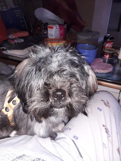 Chien trouvé Shitzu