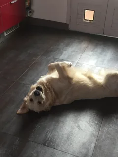Chien perdu Golden-Retriever