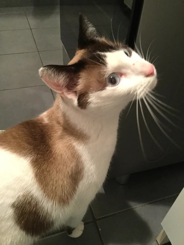 Chat trouvé