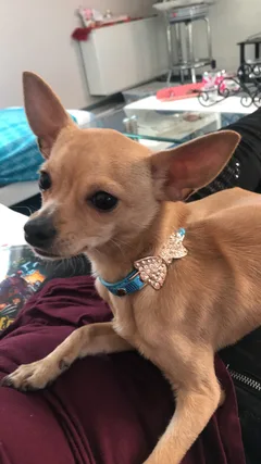 Chien perdu Chihuahua