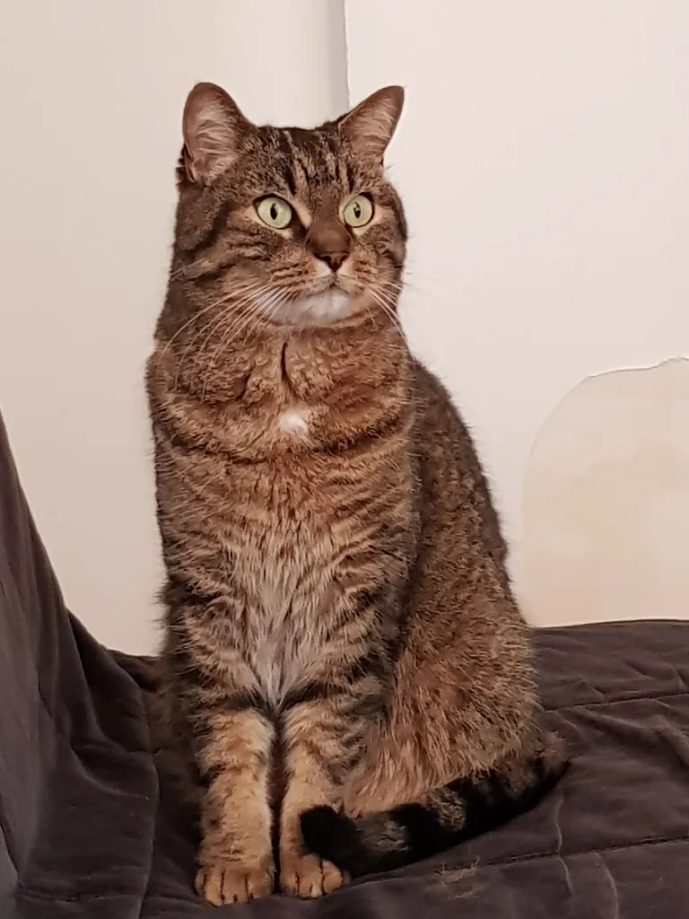 Chat trouvé