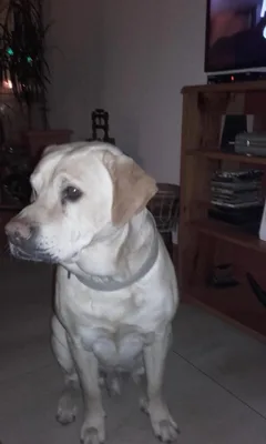 Chien perdu Labrador-Retriever