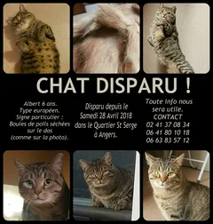 Chat perdu Européen