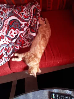 Chat perdu Abyssin