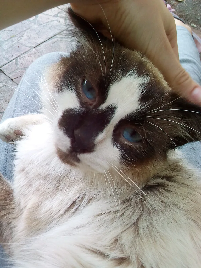 Chat trouvé