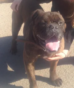 Chien perdu Bulldog Anglais