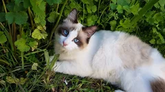 Chat perdu Sacré de Birmanie