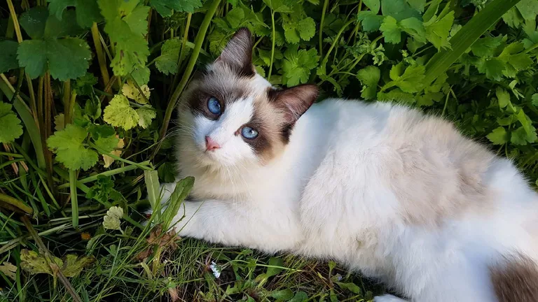 Simba