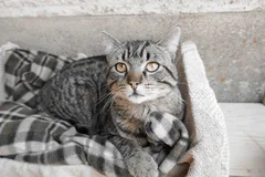 Chat trouvé Européen