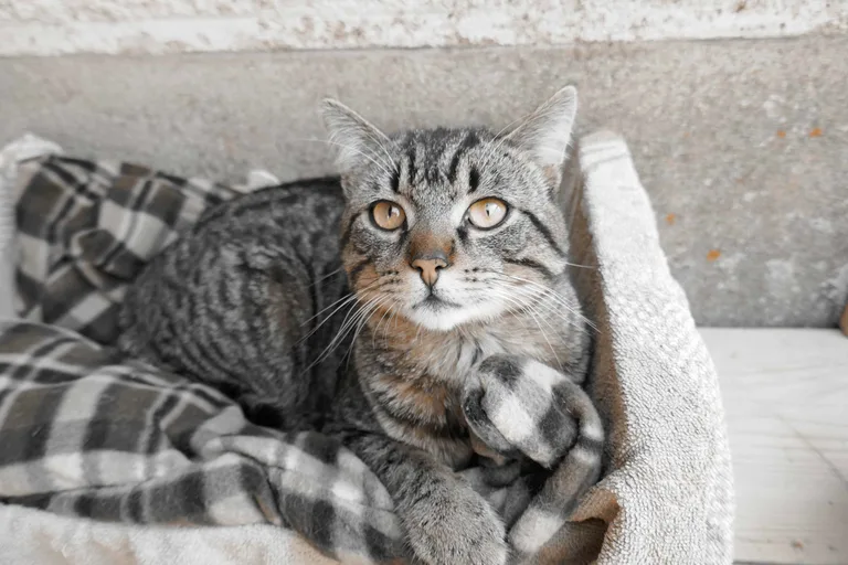 Chat trouvé