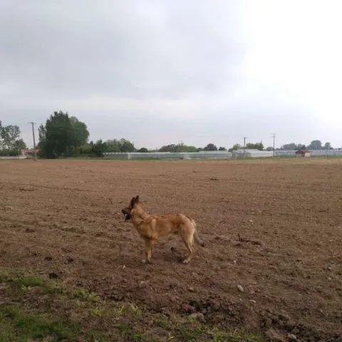 Chien trouvé