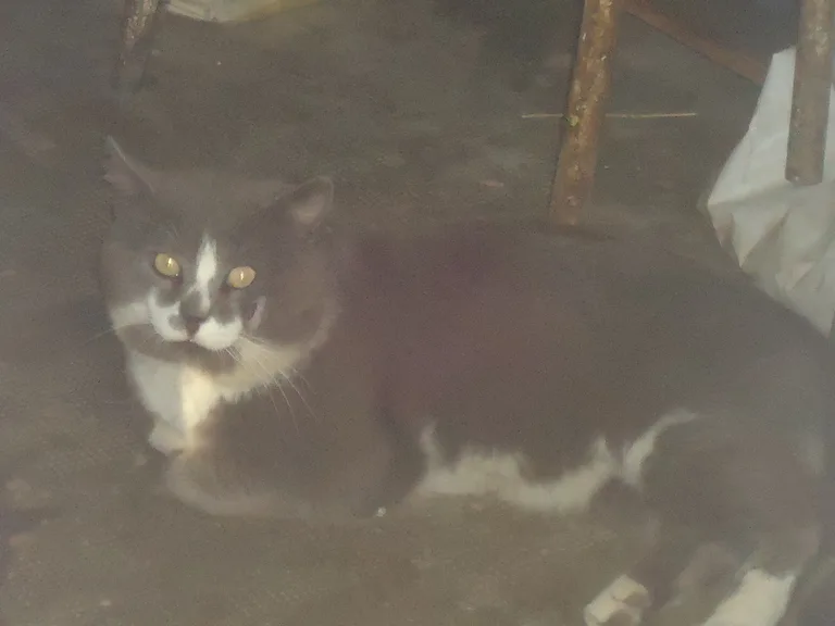 Chat trouvé