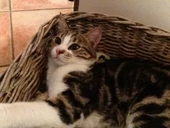 Chat perdu Chat Tigre