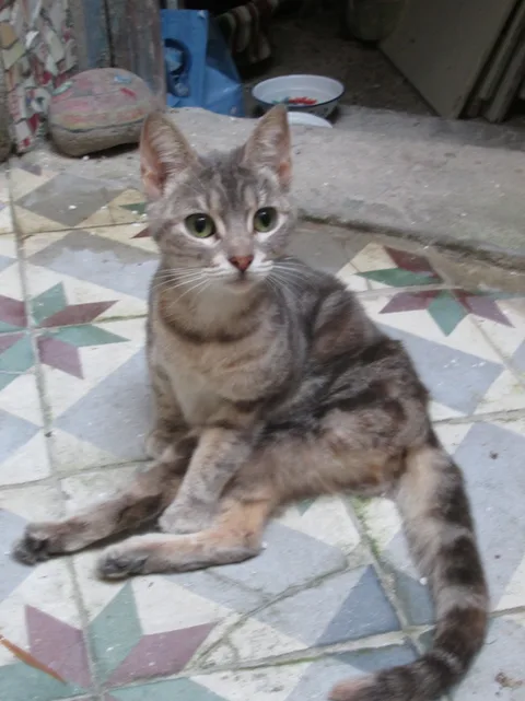 Chat trouvé