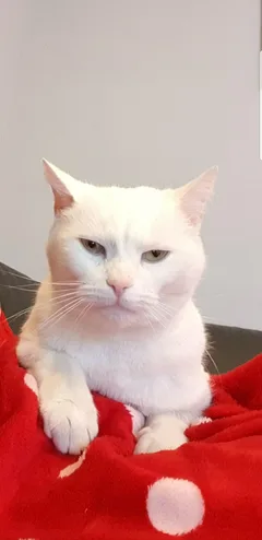 Chat perdu Européen