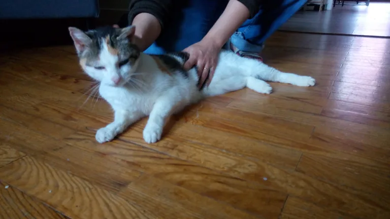 Chat trouvé