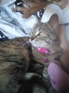 Chat trouvé Européen
