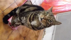 Chat perdu Européen