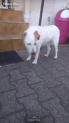 Chien perdu Fox-Terrier