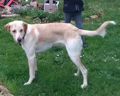 Chien perdu Labrador-Retriever