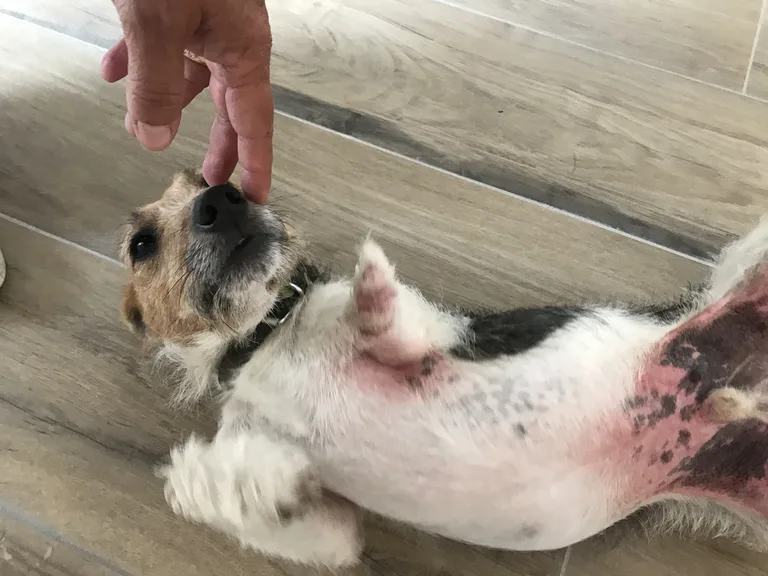 Chien trouvé