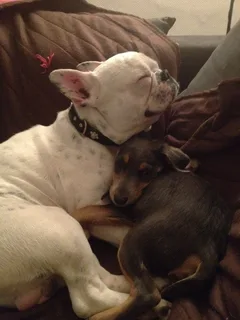 Chien perdu Bouledogue Français