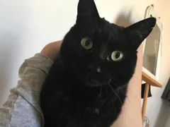 Chat perdu Européen