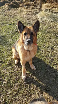 Chien perdu Berger Allemand