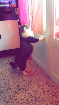 Chat perdu Chat Sauvage d'Europe