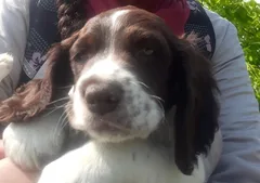 Chien perdu Epagneul Breton