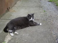 Chat perdu Croisé