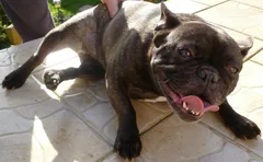 Chien trouvé Bouledogue Français