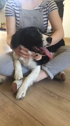 Chien trouvé Epagneul Breton